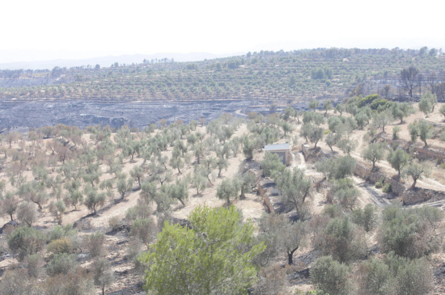 Imatges de l'incendi de la Ribera d'Ebre, que afecta a diversos indrets de les Garrigues i el Segrià