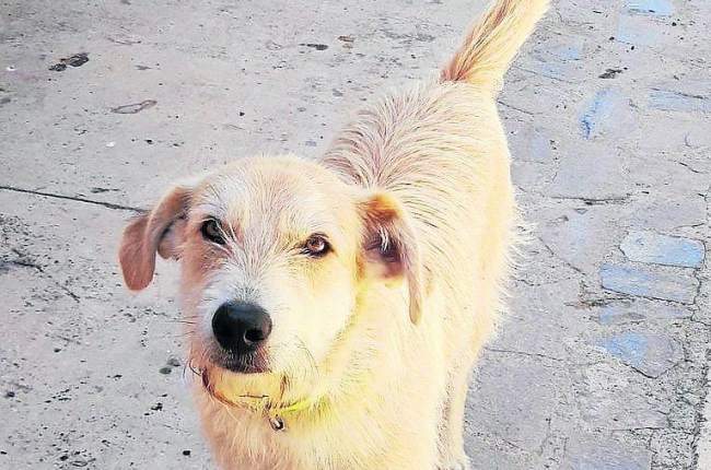 Denuncian a un vecino de Gavet de la Conca por abandonar a un perro