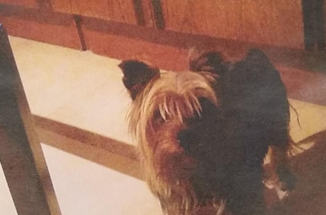 Buscan un perrito perdido en el barrio de Cappont de Lleida