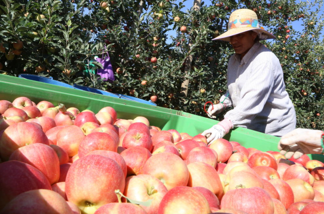 En Ivars d’Urgell se ha empezado a cosechar manzanas de la variedad Buckeye Gala.