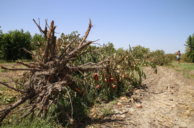 Imatge d’arxiu d’arbres fruiters arrancats en una finca a Lleida.