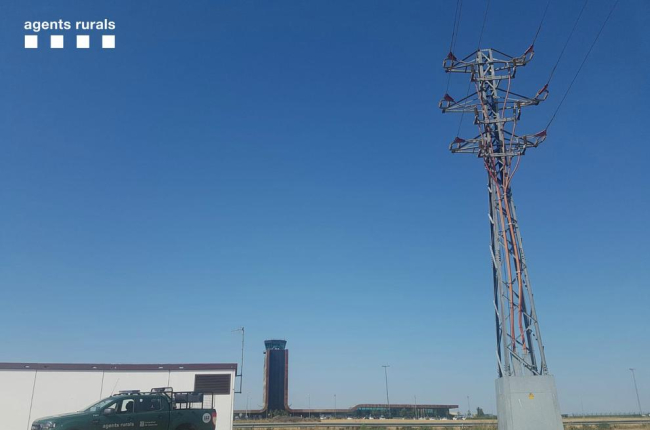 Moren electrocutades una trentena d'aus en una línia propera a l'aeroport d'Alguaire