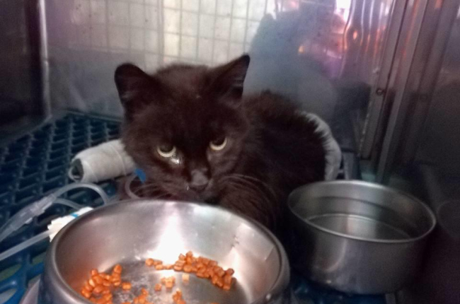 El gato está ingresado en una clínica veterinaria.