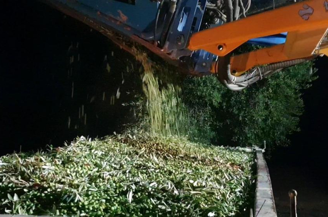 Aceite centenario - Los productores de la Cooperativa Agrícola de L’Albi recolectan las aceitunas por la noche a fin de elaborar un aceite especial de mayor calidad con el que celebrar el centenario de la institución, en abril del año que vi ...