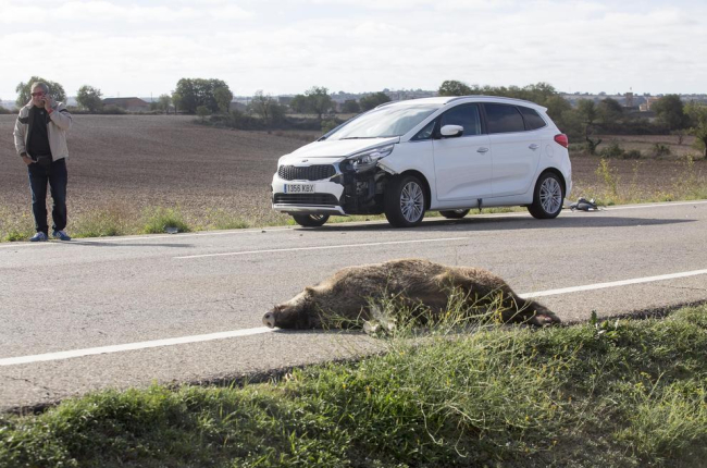 Imatge d’arxiu d’un accident pel xoc amb un senglar.