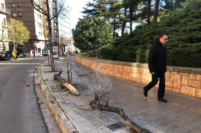 Árboles caídos a la calle Salmeron de Lleida.