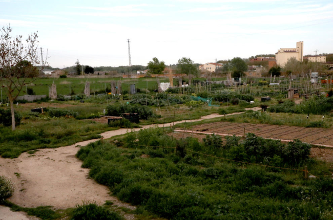 Els horts urbans ubicats al barri de Pardinyes de Lleida, ahir a la tarda deserts.