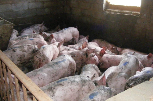 Detingut un veí de Torregrossa per robar 273 porcs de tres granges