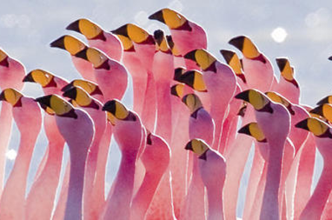 El cartell promocional de l'espectacle de dansa 'Flamingos'.