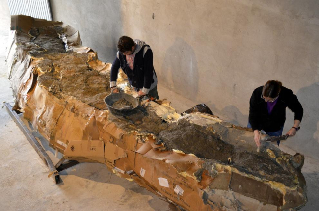 El fòssil de cinc metres del coll d’un dinosaure, ‘embalat’ al museu d’Isona el novembre del 2014.