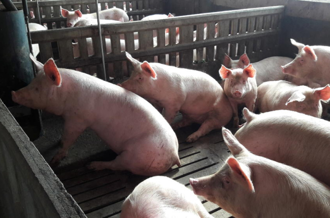 Imagen de archivo de cerdos en una granja del Pla d’Urgell.