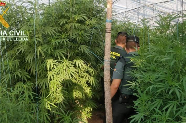 Las 12 plantas tenían un tamaño muy grande y pesaron 70 kilos en total.