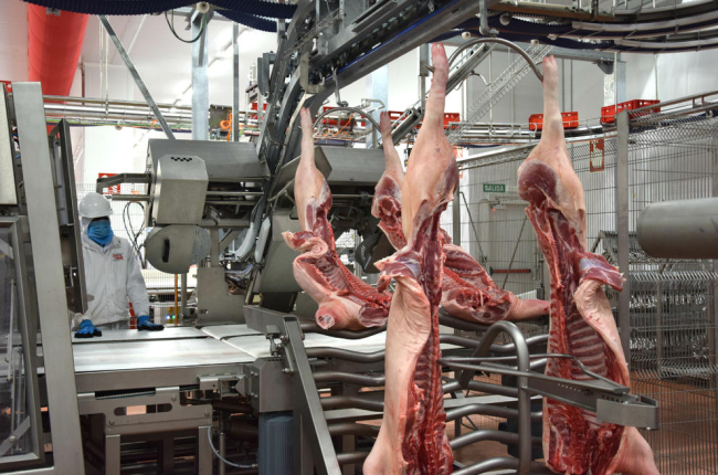 El matadero de Binéfar sacrifica 9.000 cerdos al día y ya emplea a la mitad de los operarios previstos.