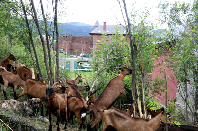 Algunas de las cabras usadas para el desbroce.