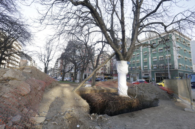 Un dels arbres que seran trasplantats demà de la plaça Ramon Berenguer a davant de l’estació.