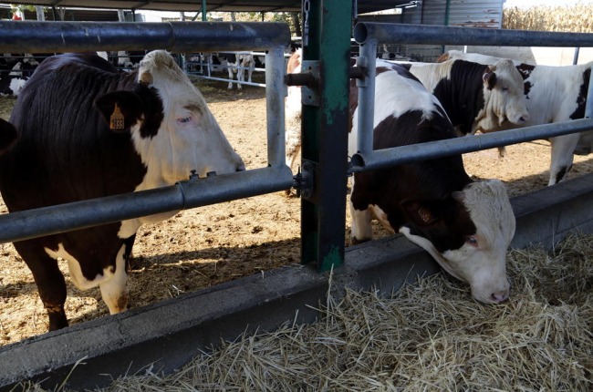 Una vaca come el pienso adaptado para reducir emisiones de gases, ayer en la granja de Alcarràs. 