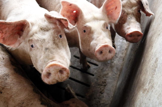 Imatge de porcs presa en una de les granges de la localitat d’Alcarràs.