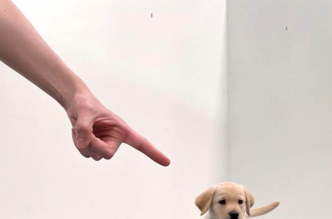 Els gossos naixen preparats per comunicar-se amb les persones
