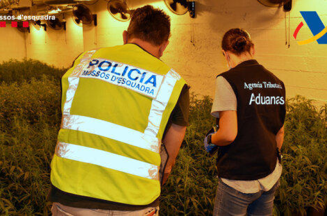 Un agente de los Mossos y uno de la Agencia Tributaria delante de una plantación de marihuana