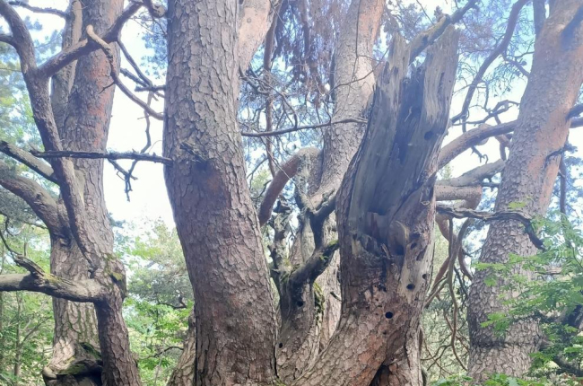 Uno de los árboles del itinerario de Cava es el pino rojo de l’Orri.