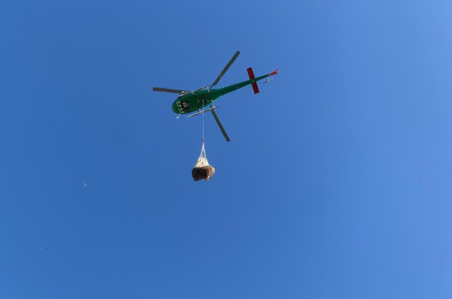 Dilluns dos vedells van ser traslladats en helicòpter.