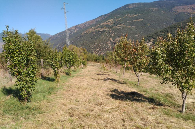 El vivero impulsado por el consell comarcal del Sobirà cuenta con 22 variedades de frutales