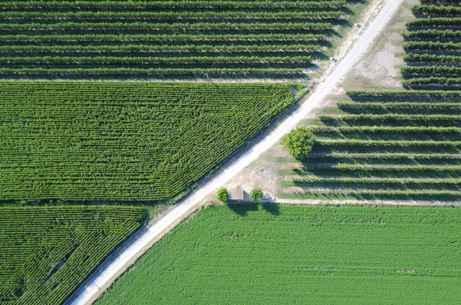 regularitat. Els camps de fruiters i els de blat de moro s’alternen en un paisatge de regadiu marcat per la simetria gairebé perfecta dels conreus.
