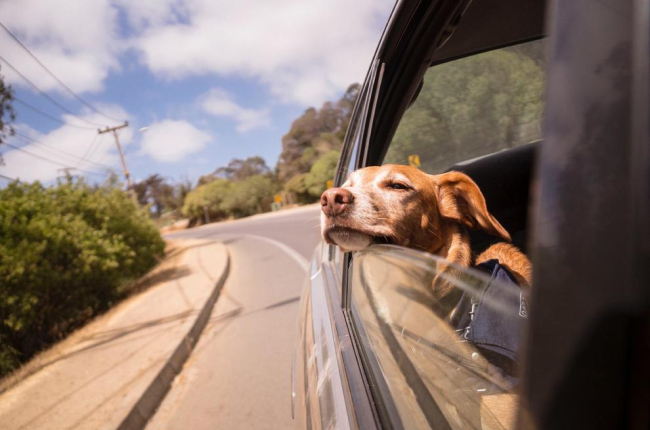 Transportar a la mascota sin sujeción en el vehículo