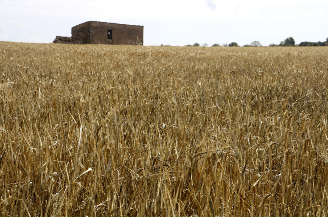 Una finca d'ordi afectada per la sequera a Granyena de Segarra.