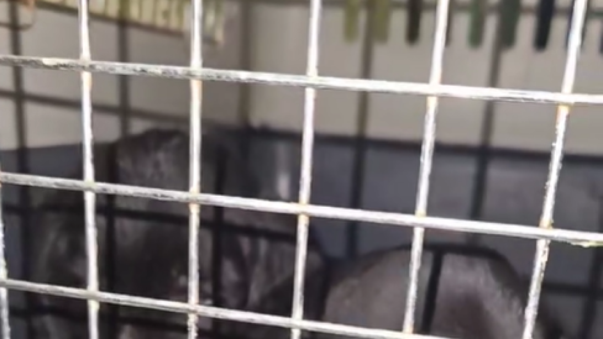 Una captura del vídeo compartit per la protectora dels gossos abandonats
