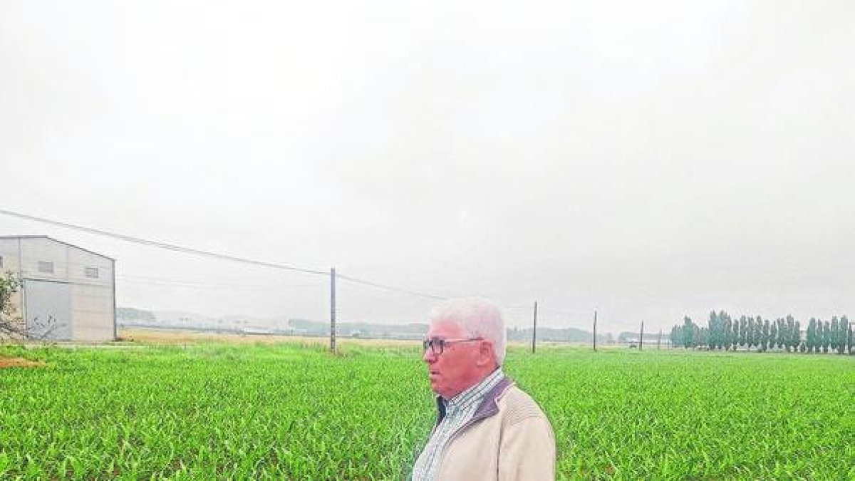 Camps de panís al municipi de Linyola, al Pla d’Urgell, ahir a la tarda. - J.M.P.