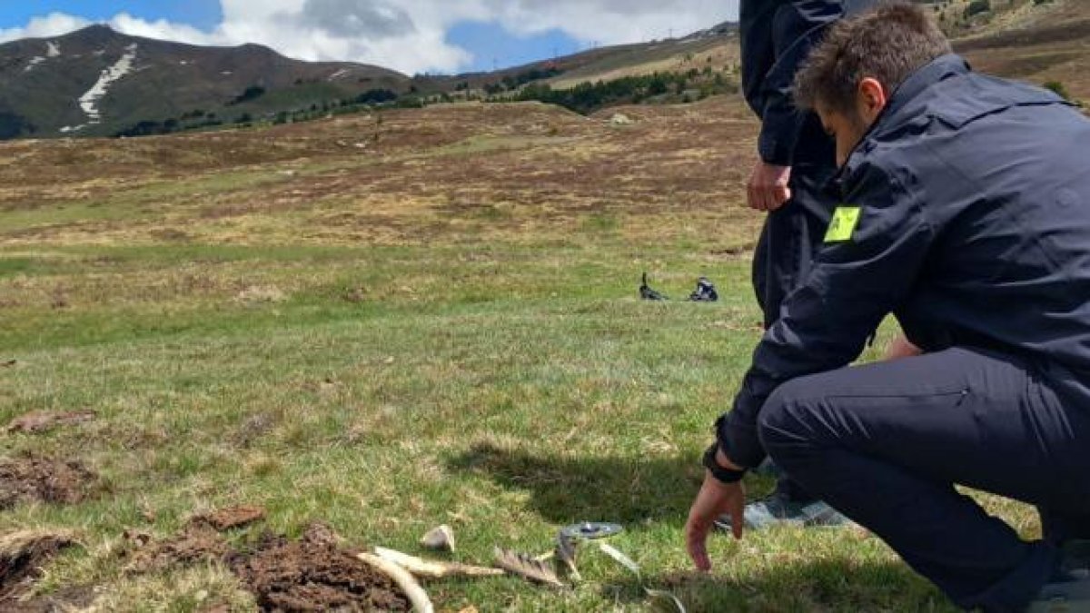 Los Mossos d’Esquadra inspeccionando la zona donde se encontraron los buitres.