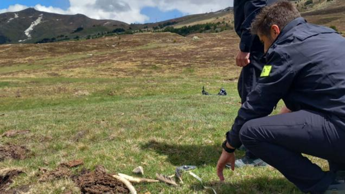 Els Mossos d’Esquadra inspeccionant la zona on es van trobar els voltors.