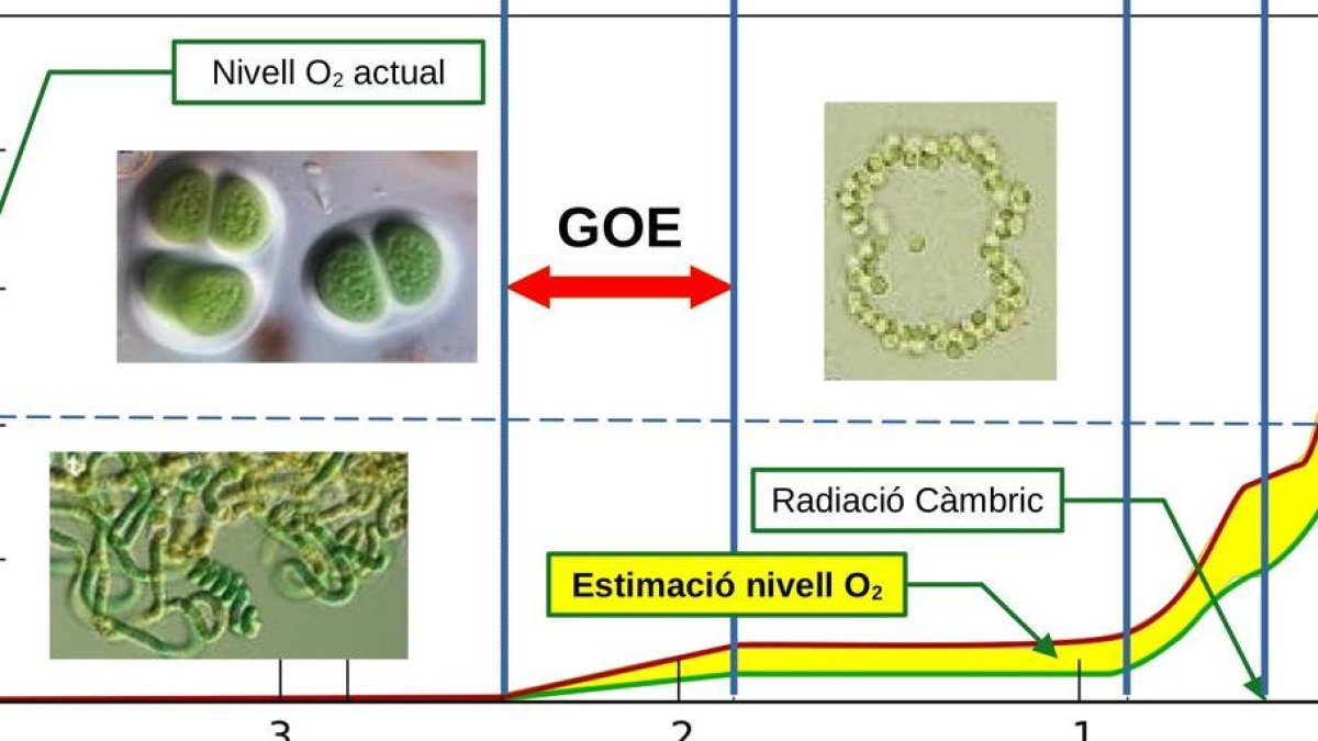 EXTINCIÓ - WIKIMEDIA / E.FONS