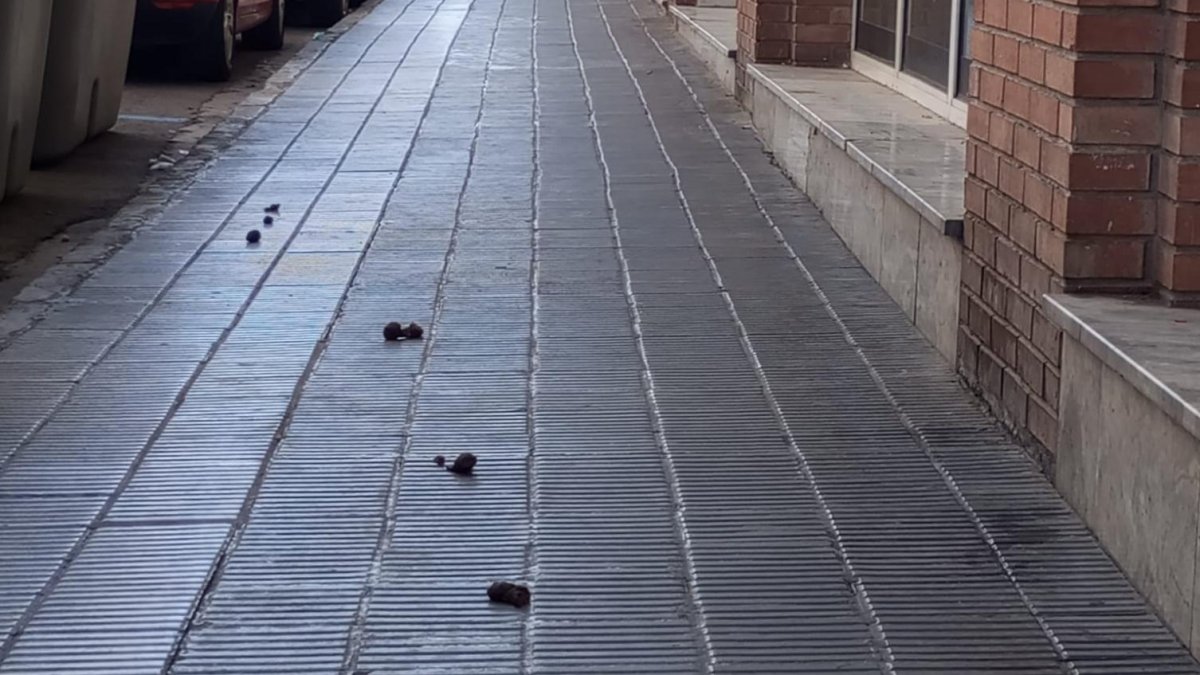 Los excrementos nuestros de cada día.