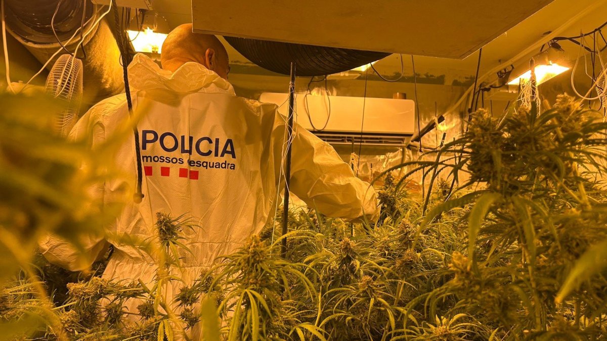 Imatge de la plantació.