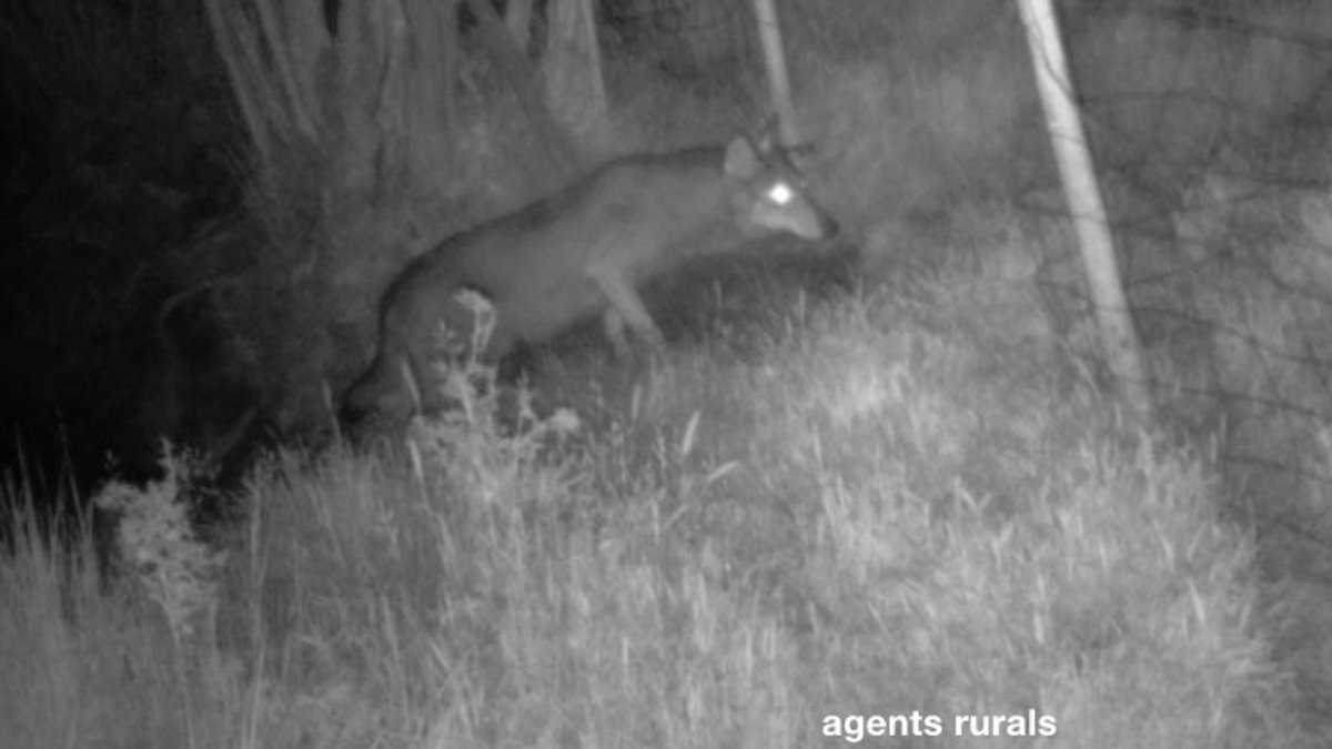 Un llop a Rupit en una imatge d'arxiu.