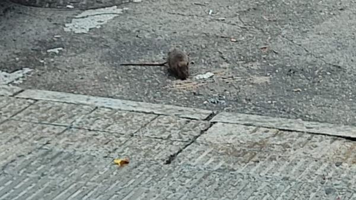 Rata vista ayer en el pasaje de Sant Jeroni.