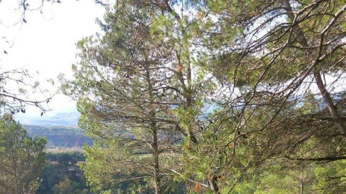 Es desfrena un vehicle sense ocupants prop del pantà de Sant Antoni - BOMBERS