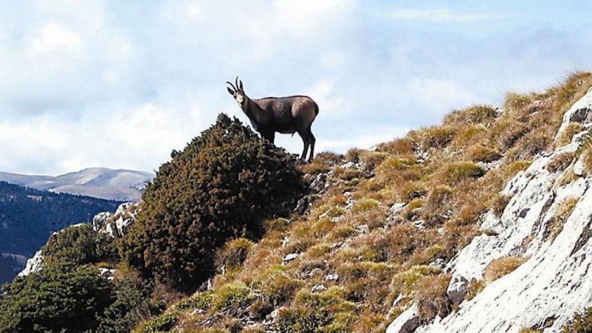 Els preus dels trofeus de caça s’han disparat els últims tres anys al Pirineu de Lleida.