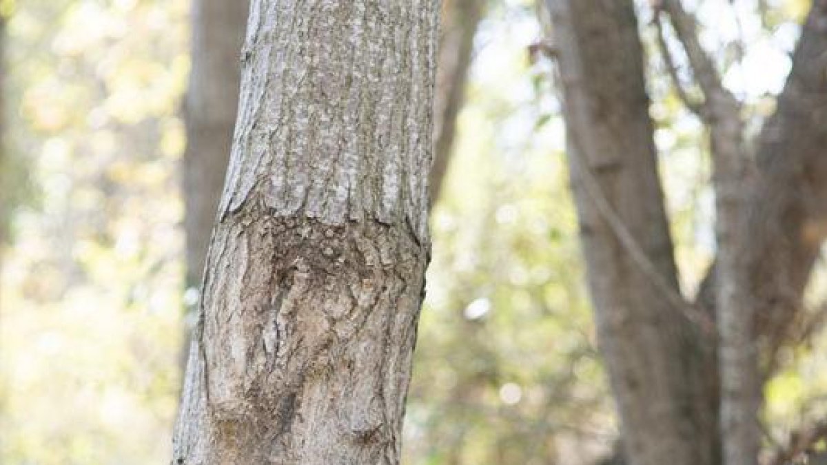 Núria Companys: “El meu projecte d’art vol acompanyar tothom a trobar la seva autenticitat” - IOLANDA SEBÉ