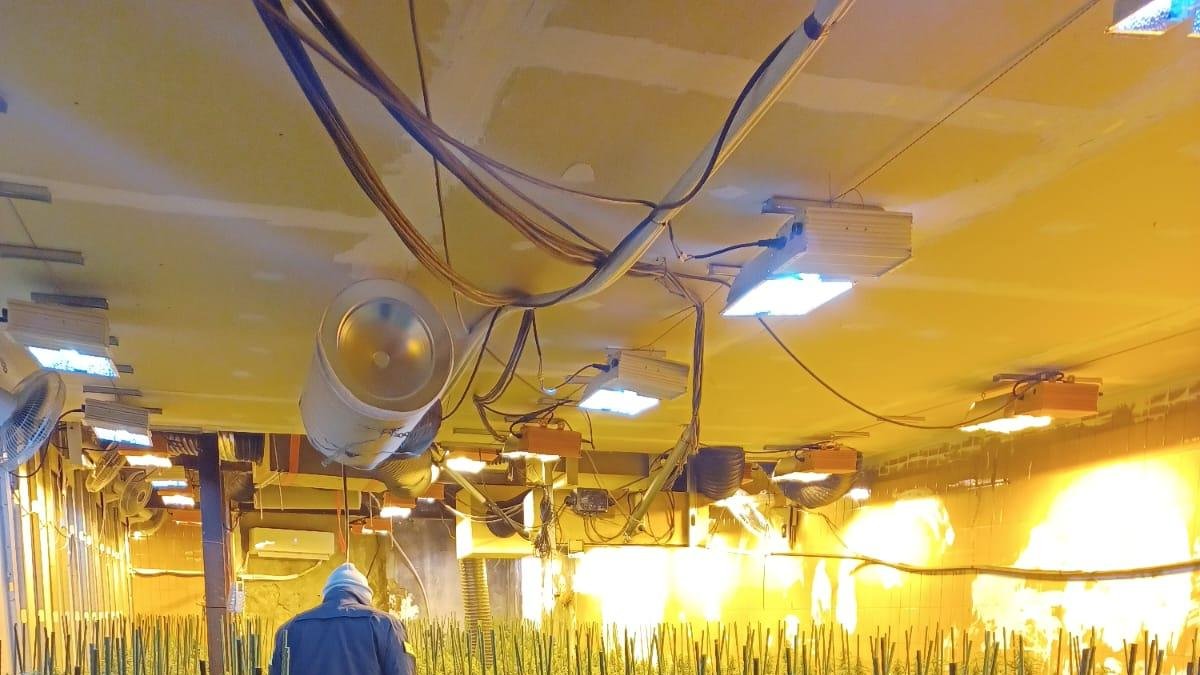 Plantació de marihuana desmantellada en un antic molí d'oli a Castelldans