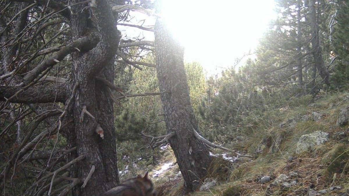 Imagen de archivo de un lobo en Alins en 2021. - PARC NATURAL DE L’ALT PIRINEU