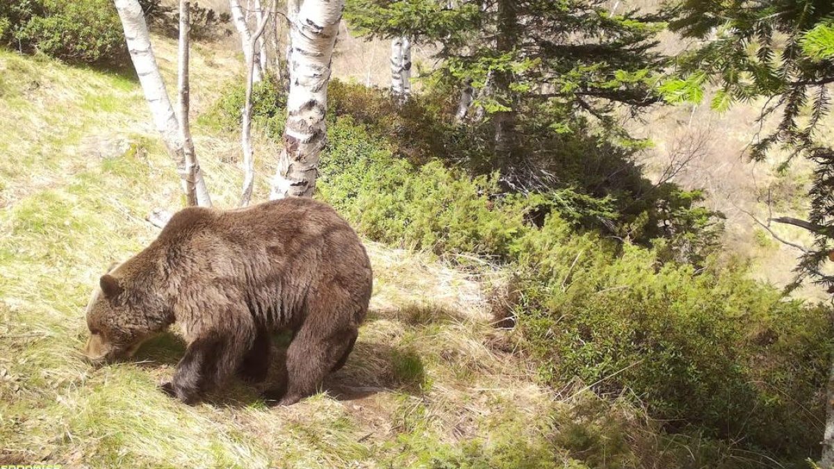 Imatge d’un exemplar d’os al Pirineu. - GENERALITAT