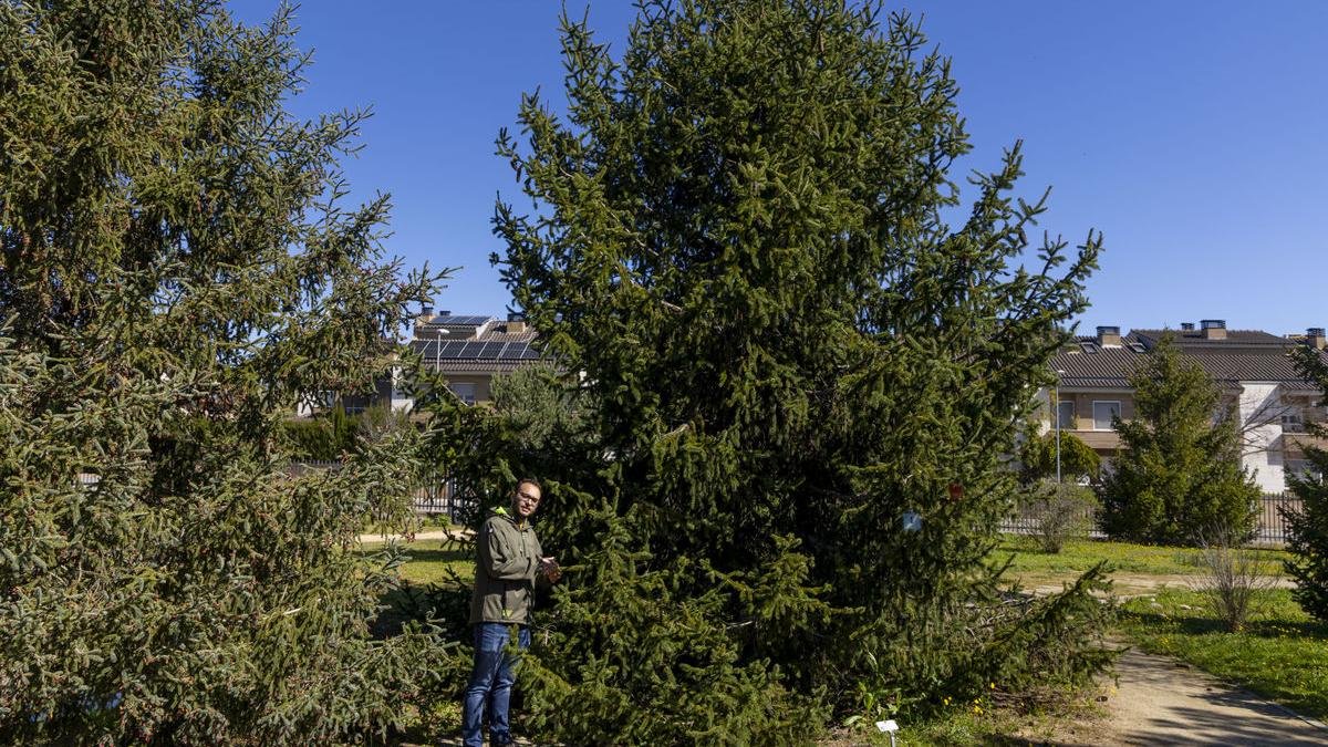 Un dels arbres apadrinats a l’Arborètum. - JORDI ECHEVARRIA