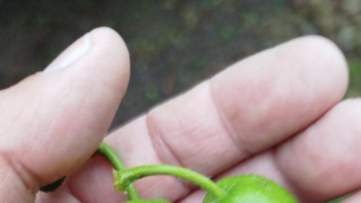 Fruta afectada por la granizada del lunes 19 de mayo.