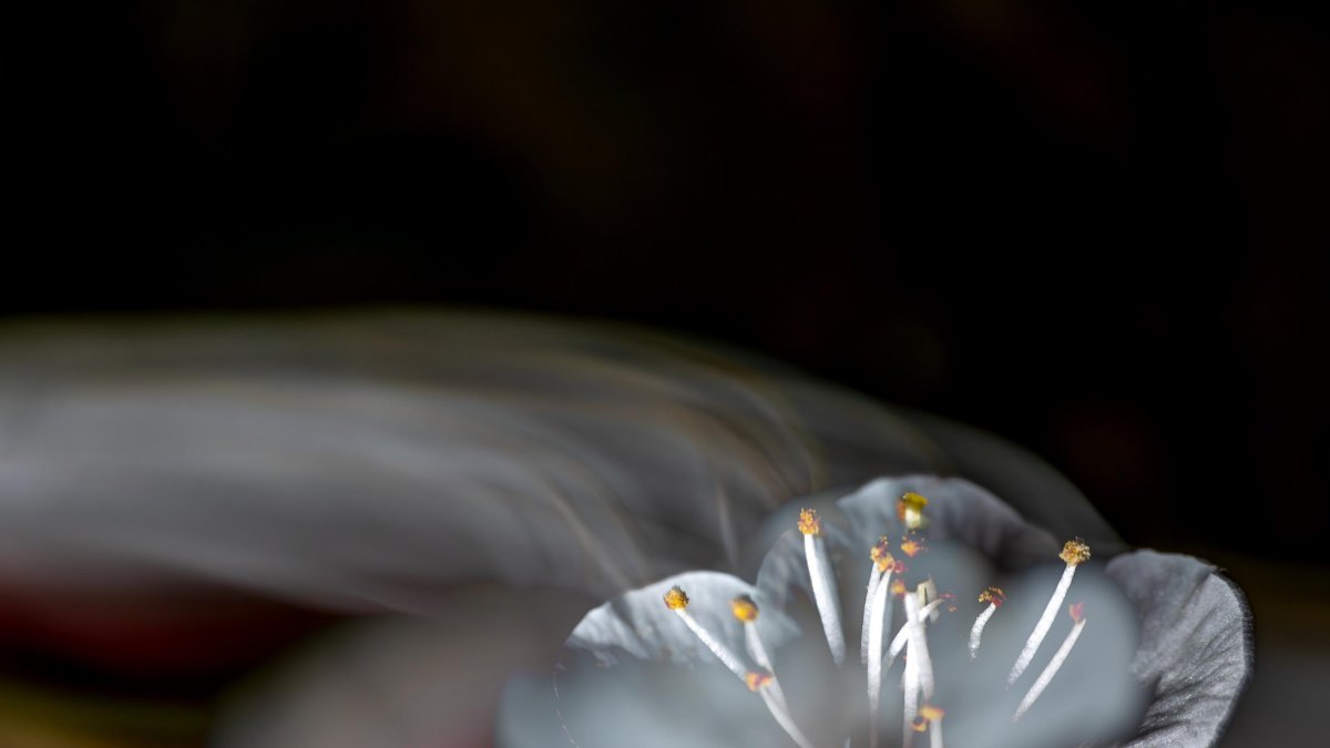 Metàfores. Imatge que capta la flor d’un arbre fruiter en el seu moment més exultant i representa la brevetat del moment.
