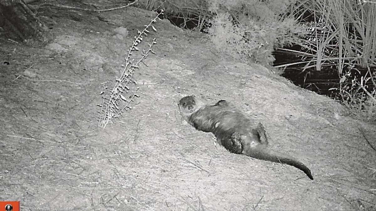 Una nutria, retozando ante una de las cámaras del estanque