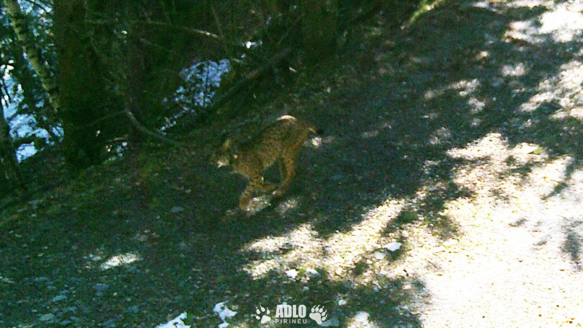 Detecten per primer cop la presència d'un linx ibèric al Pirineu