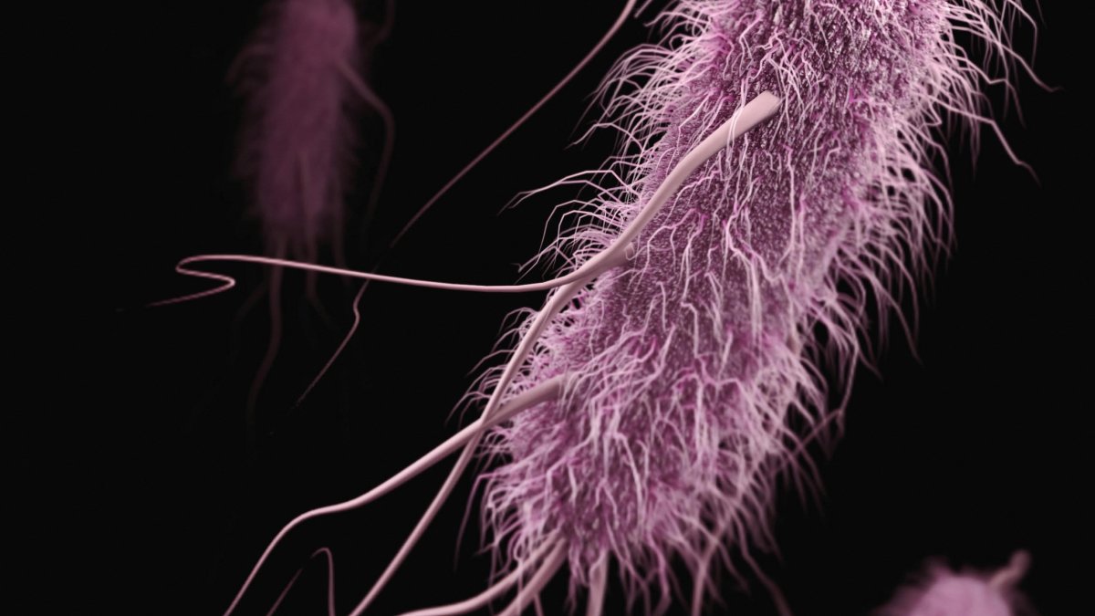 Bacteria en foto d'arxiu.
